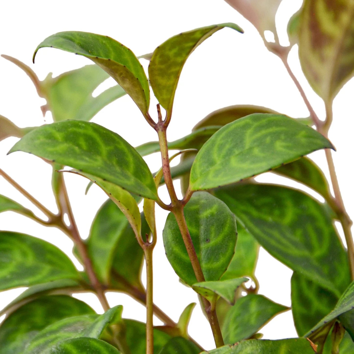 Lipstick Black Pagoda - Camo Cascade: Striking Mottled Foliage with Vibrant Orange Blooms