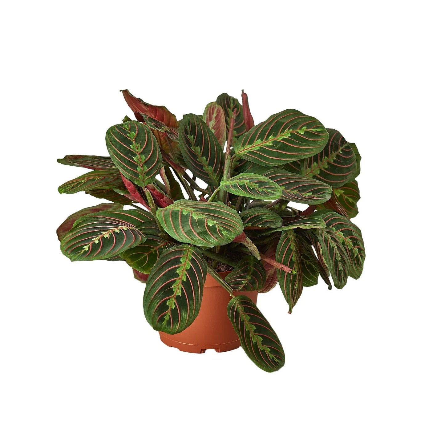 Maranta Red Prayer - Sleepy Beauty: Striking Evergreen Perennial Houseplant