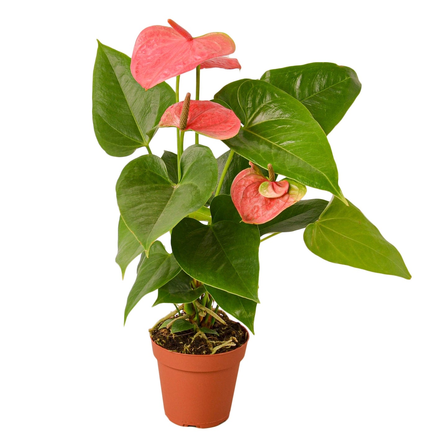 Anthurium 'Pink' - Tickled Pink: Exotic Houseplant with Glossy Heart-Shaped Leaves