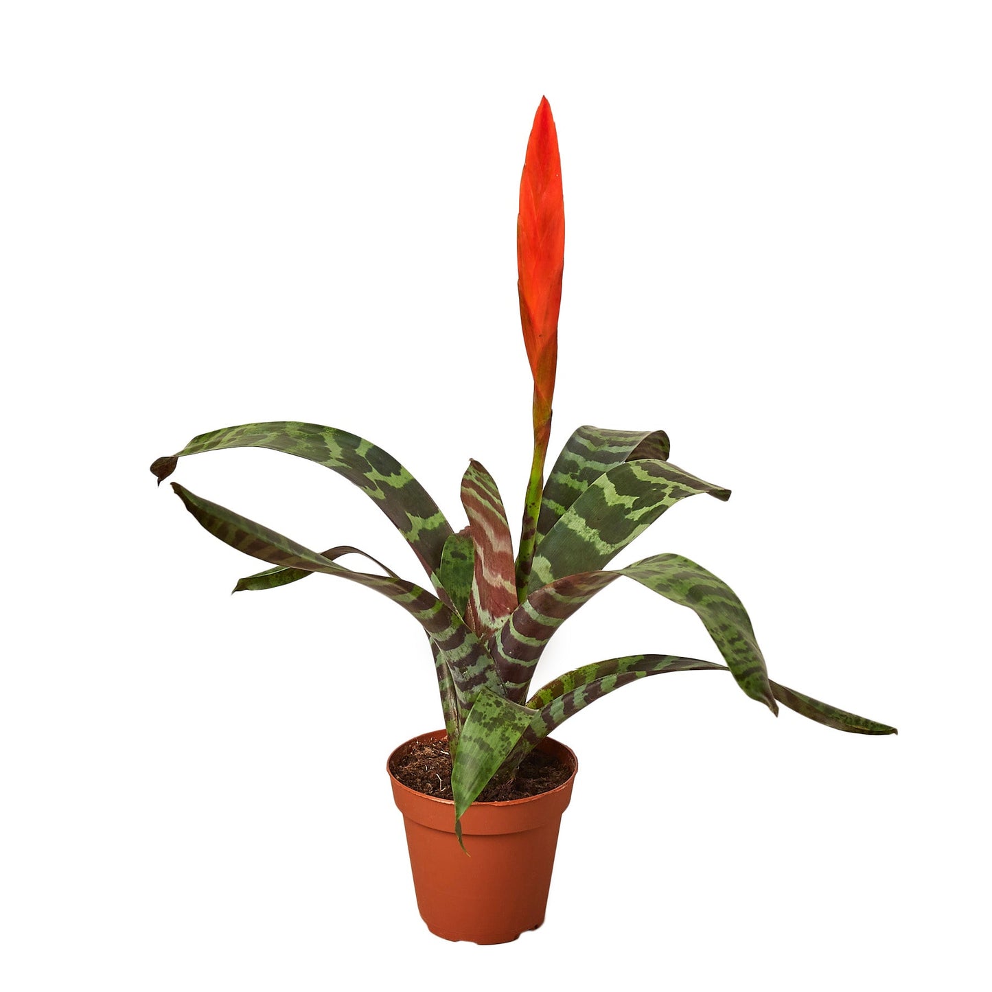 Bromeliad Vriesea 'Splenriet' - Blade of Glory: Unique Flaming Sword Houseplant