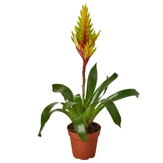 Bromeliad Vriesea 'Energy' - Energizer Bloom: Versatile Flowering Evergreen Houseplant