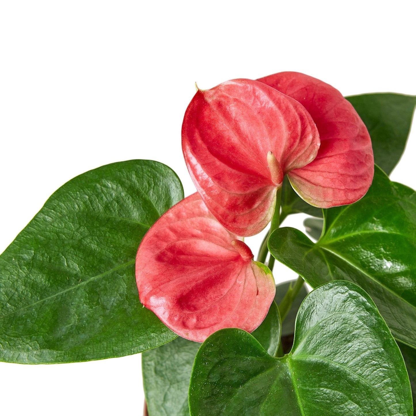 Anthurium 'Pink' - Tickled Pink: Exotic Houseplant with Glossy Heart-Shaped Leaves