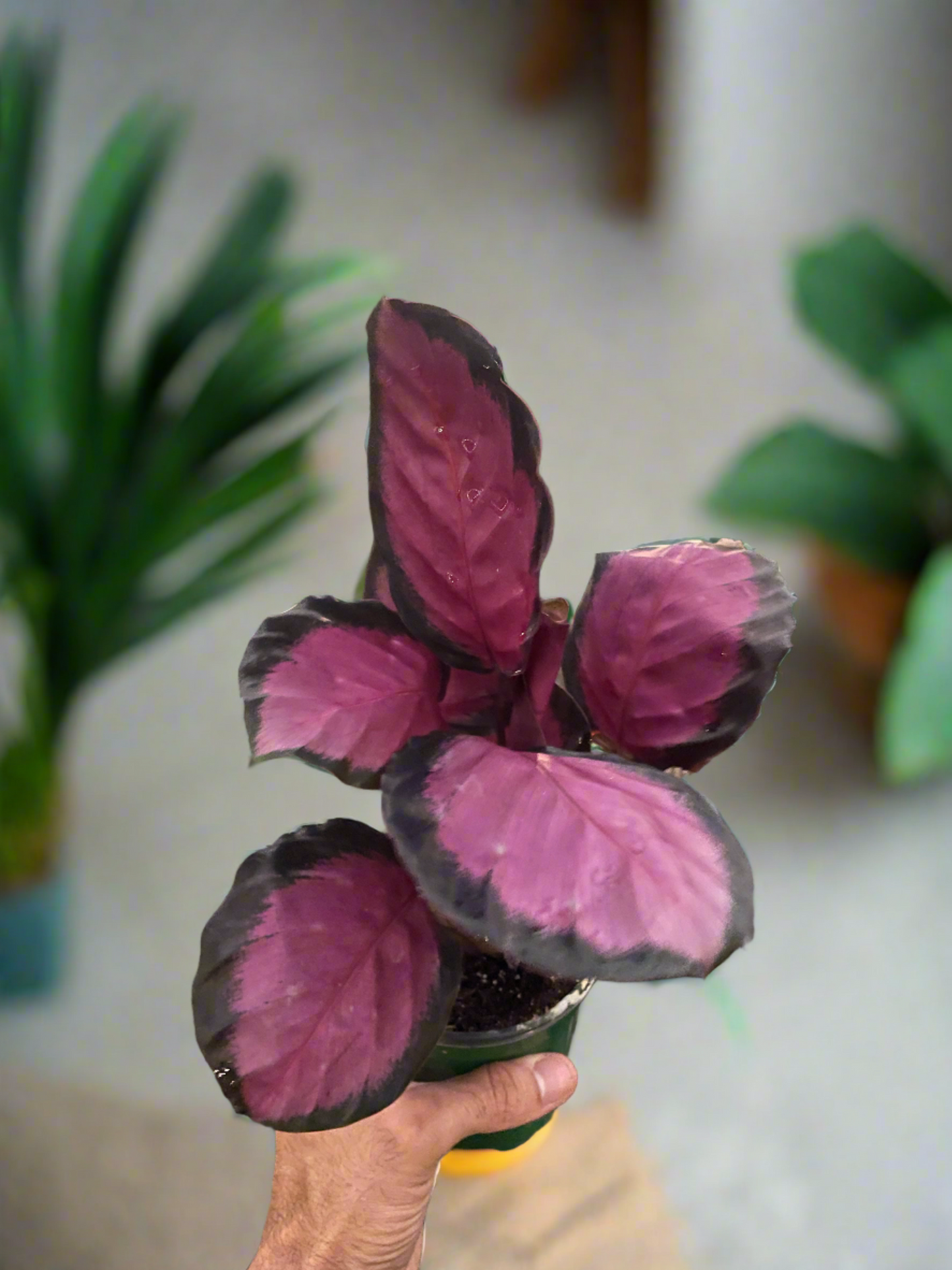 Tropical Elegance Calathea 'Purple Rose' - Rosy Tropics: Stunning Indoor Plant with Vibrant, Colorful Leaves