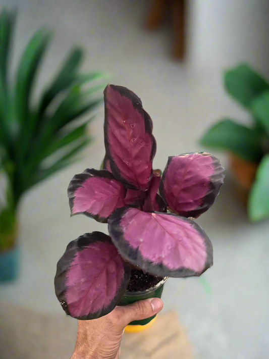 Tropical Elegance Calathea 'Purple Rose' - Stunning Indoor Plant with Vibrant, Colorful Leaves
