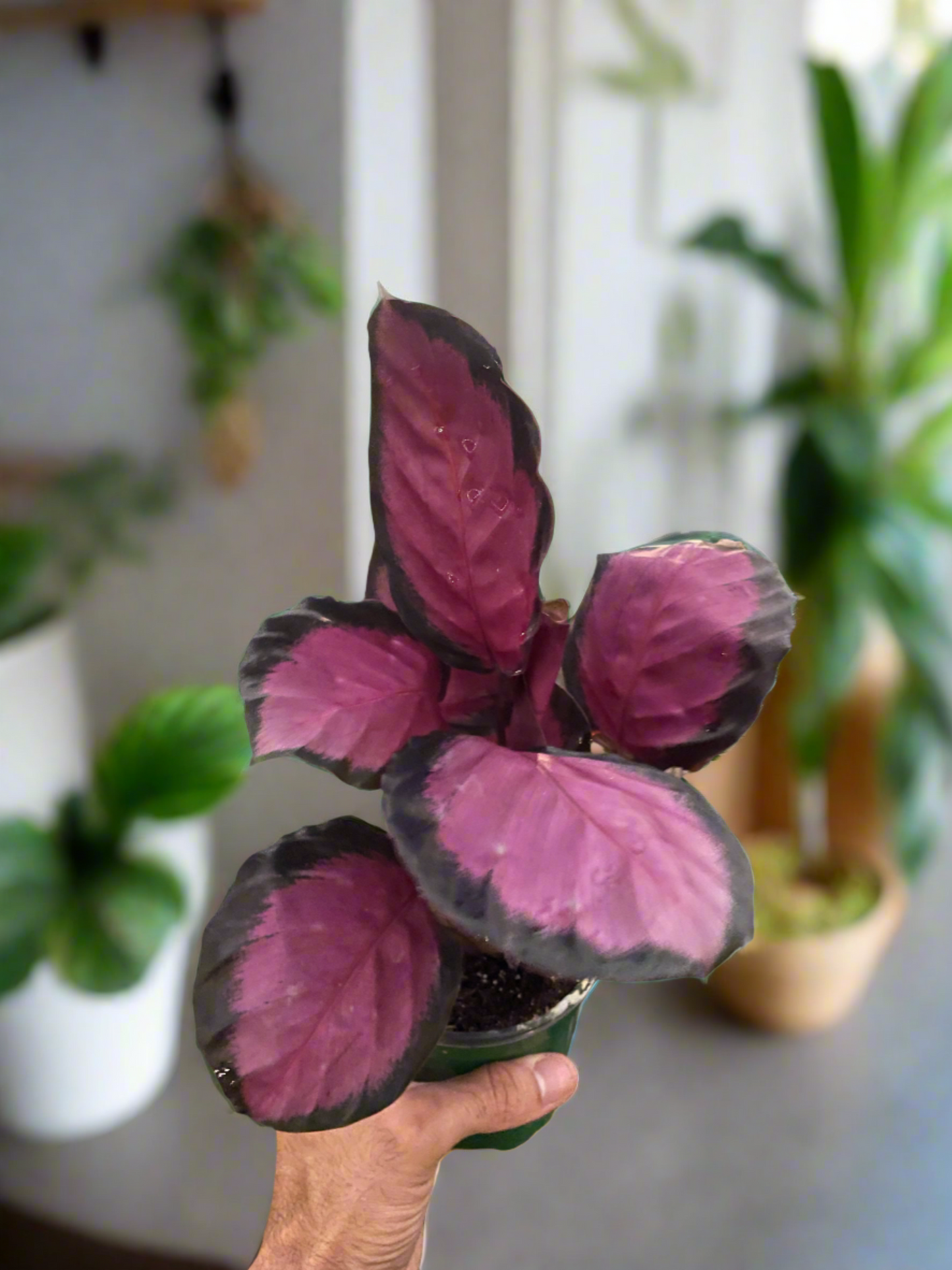 Tropical Elegance Calathea 'Purple Rose' - Rosy Tropics: Stunning Indoor Plant with Vibrant, Colorful Leaves