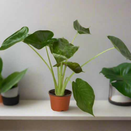 Jungle Gem: Alocasia 'Wentii' - Exotic Indoor Plant with Dark Green Foliage and Purple Undersides