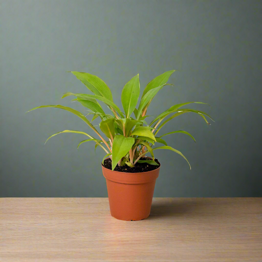 Fiery Flash: Spider Plant 'Fire Flash' - Vibrant Indoor Plant with Striking Orange Petioles