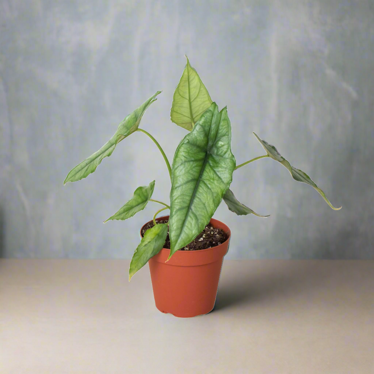 Mystical Marvel: Alocasia 'Dragon's Breath' – Magical Foliage with Striking Silvery Blue Leaves