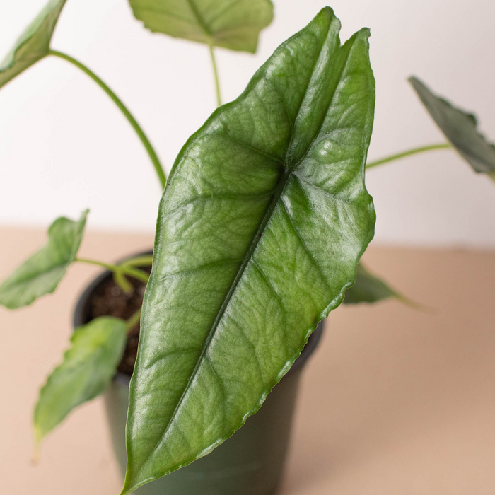 Mystical Marvel: Alocasia 'Dragon's Breath' – Magical Foliage with Striking Silvery Blue Leaves