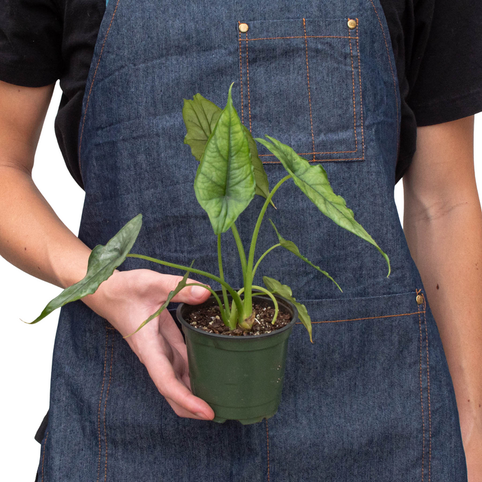 Mystical Marvel: Alocasia 'Dragon's Breath' – Magical Foliage with Striking Silvery Blue Leaves