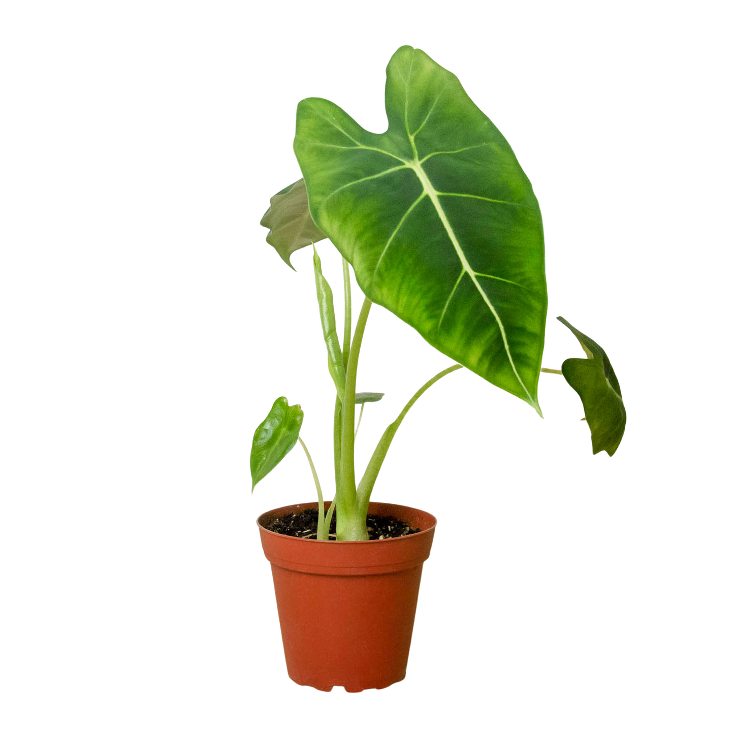 Green Velvet: Alocasia Micholitziana 'Frydek' - Velvet Crush: Elegant Exotic Houseplant with Striking White Veins