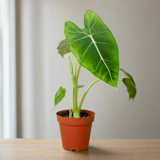 Green Velvet: Alocasia Micholitziana 'Frydek' - Velvet Crush: Elegant Exotic Houseplant with Striking White Veins