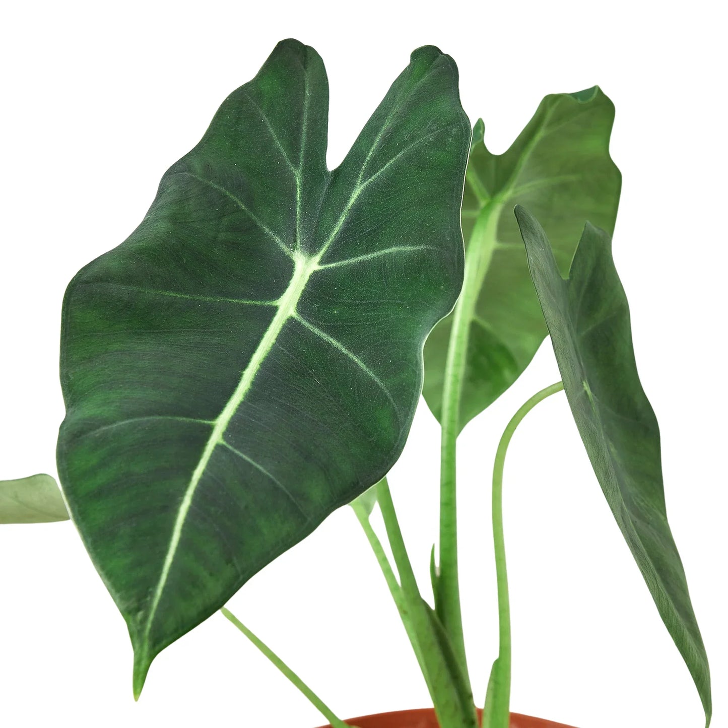 Green Velvet: Alocasia Micholitziana 'Frydek' - Velvet Crush: Elegant Exotic Houseplant with Striking White Veins