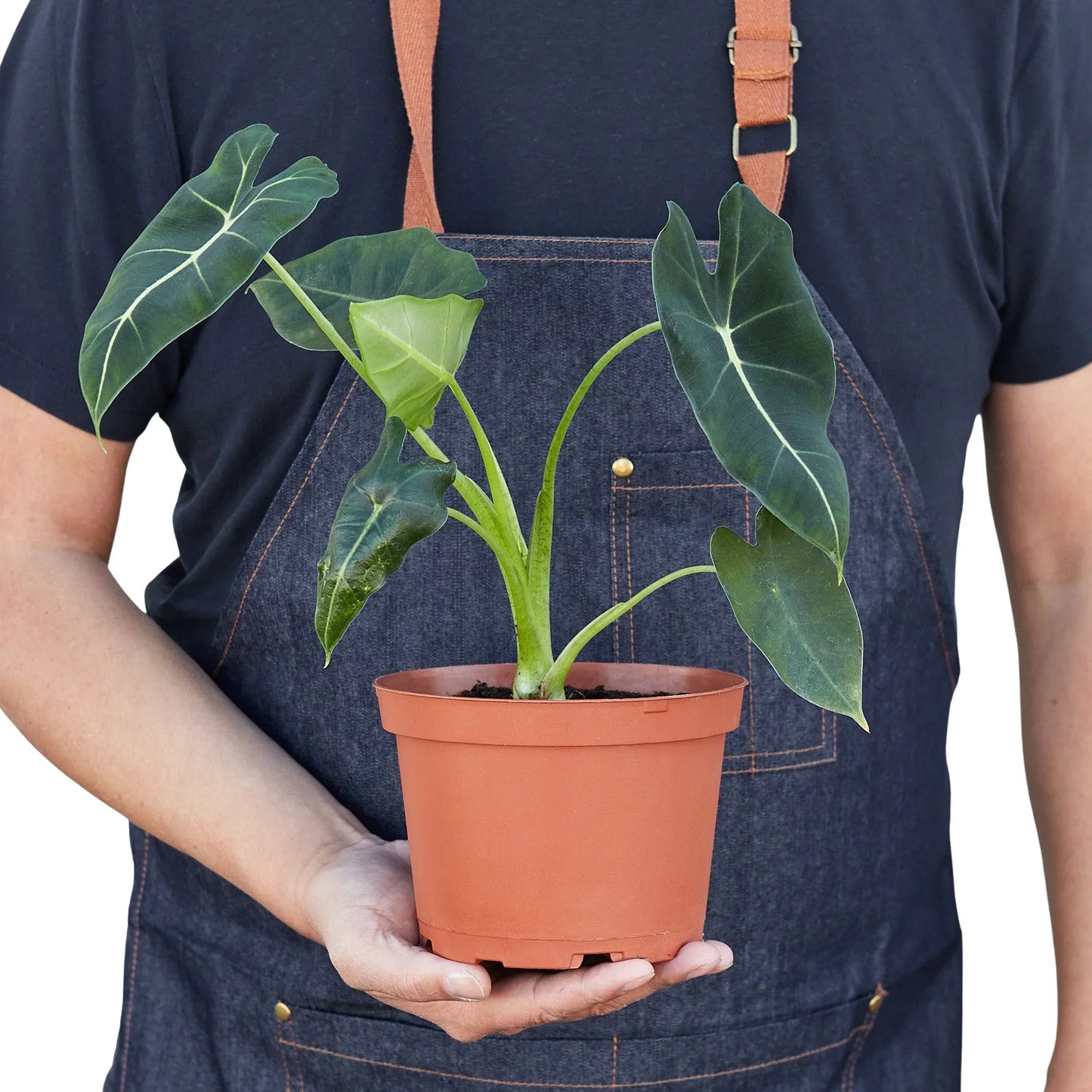 Green Velvet: Alocasia Micholitziana 'Frydek' - Velvet Crush: Elegant Exotic Houseplant with Striking White Veins