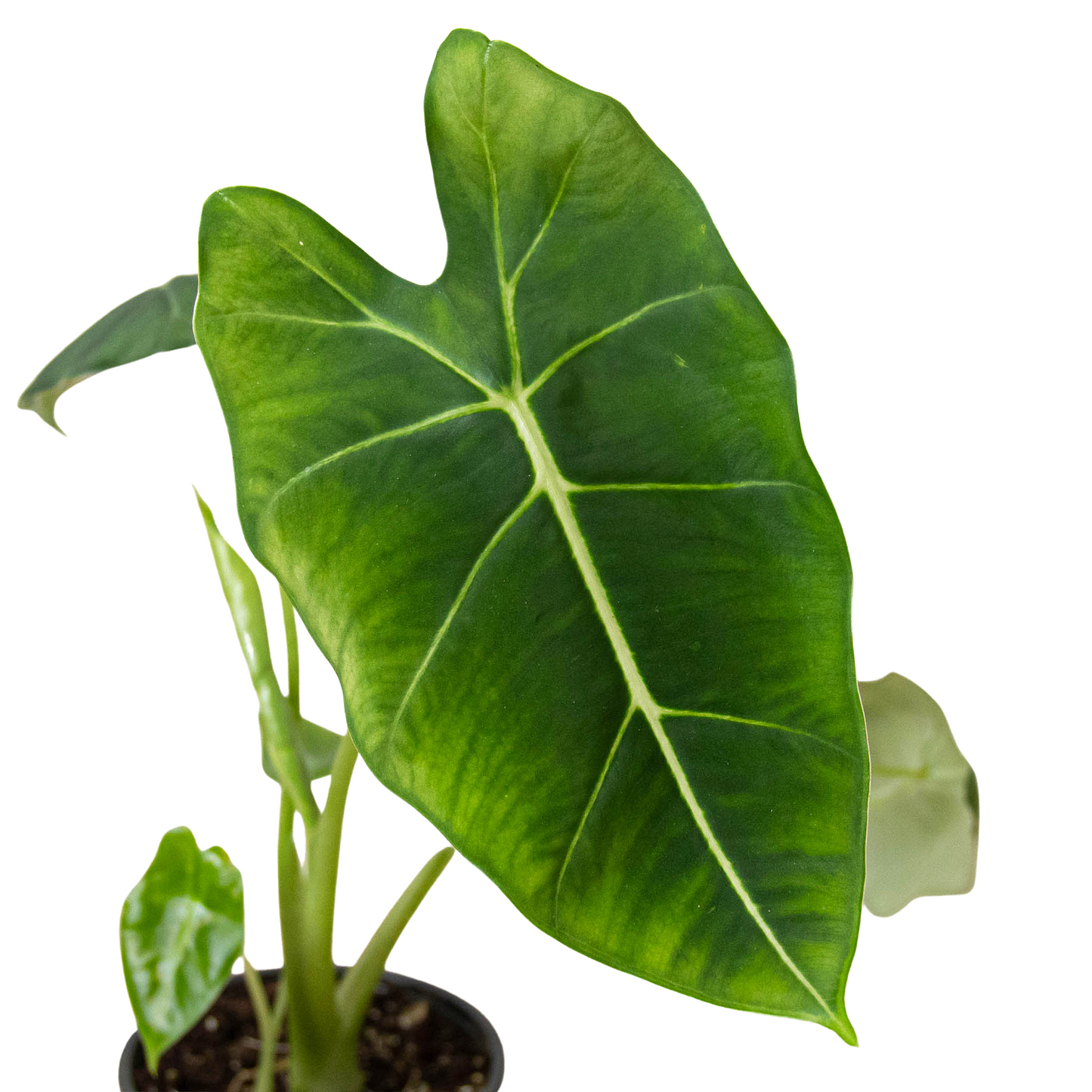 Green Velvet: Alocasia Micholitziana 'Frydek' - Velvet Crush: Elegant Exotic Houseplant with Striking White Veins