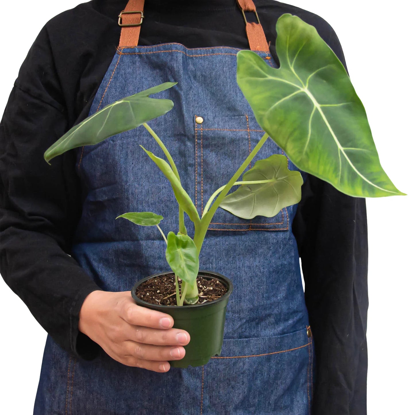 Green Velvet: Alocasia Micholitziana 'Frydek' - Velvet Crush: Elegant Exotic Houseplant with Striking White Veins