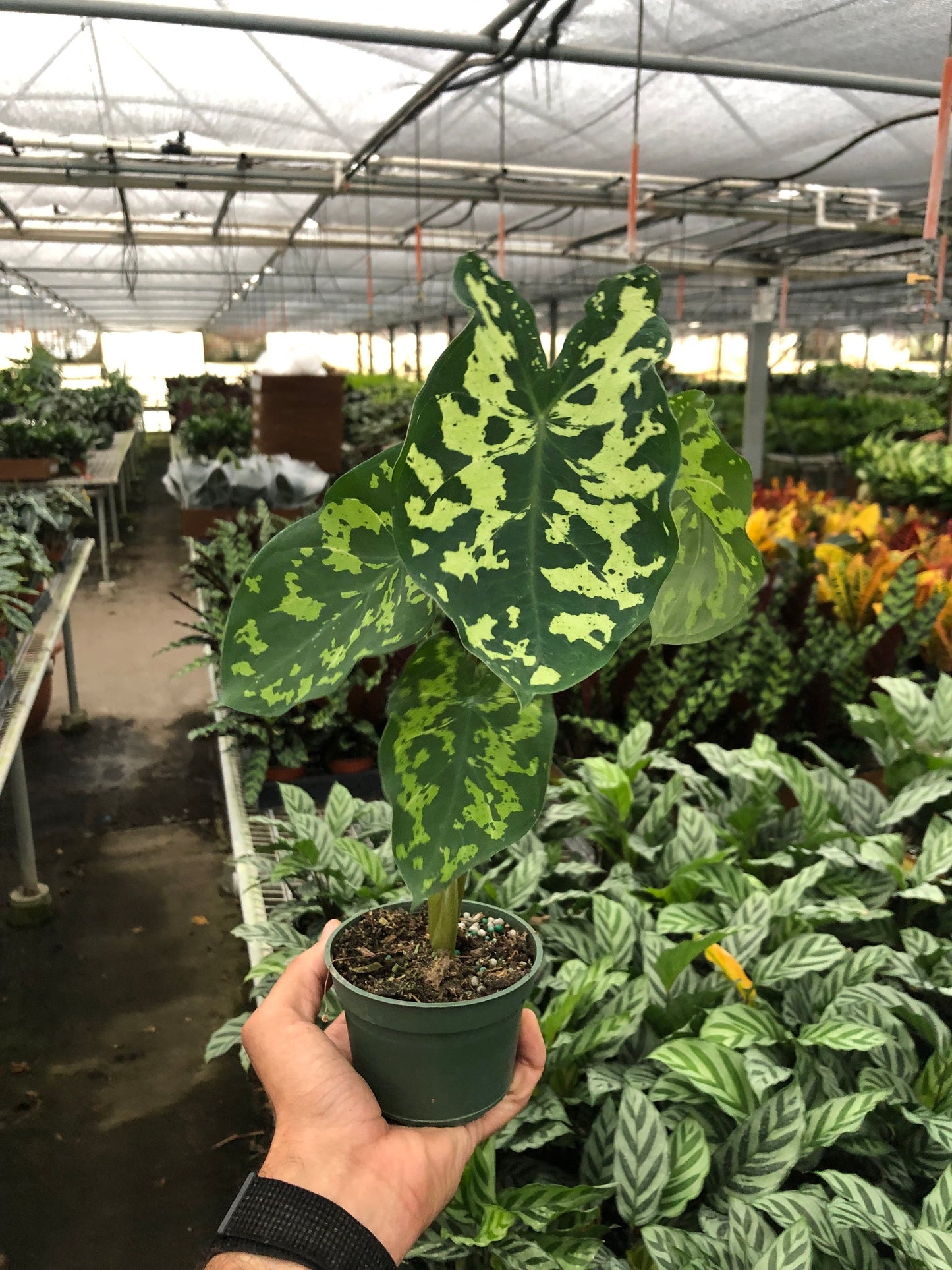 Camouflage Charm: Alocasia 'Hilo Beauty' - Tropical Camo Diva: Stunning Indoor Plant with Variegated Leaves