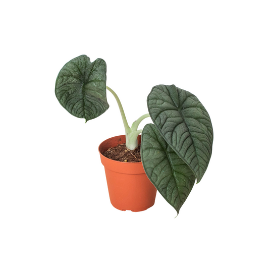 Jade Jewel: Alocasia 'Melo' - Cardboard Charm: Striking Exotic Houseplant with Textured Leaves