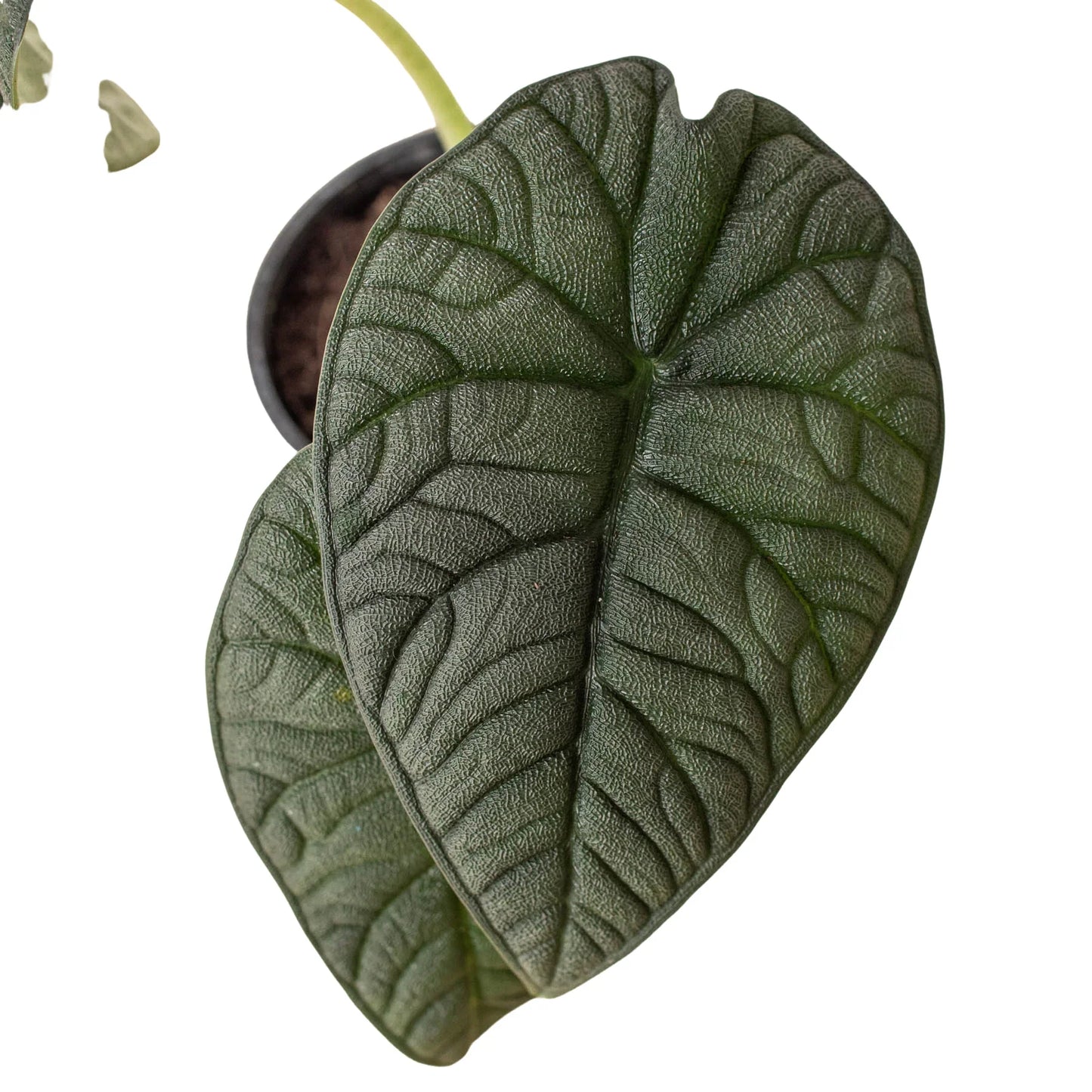 Jade Jewel: Alocasia 'Melo' - Cardboard Charm: Striking Exotic Houseplant with Textured Leaves