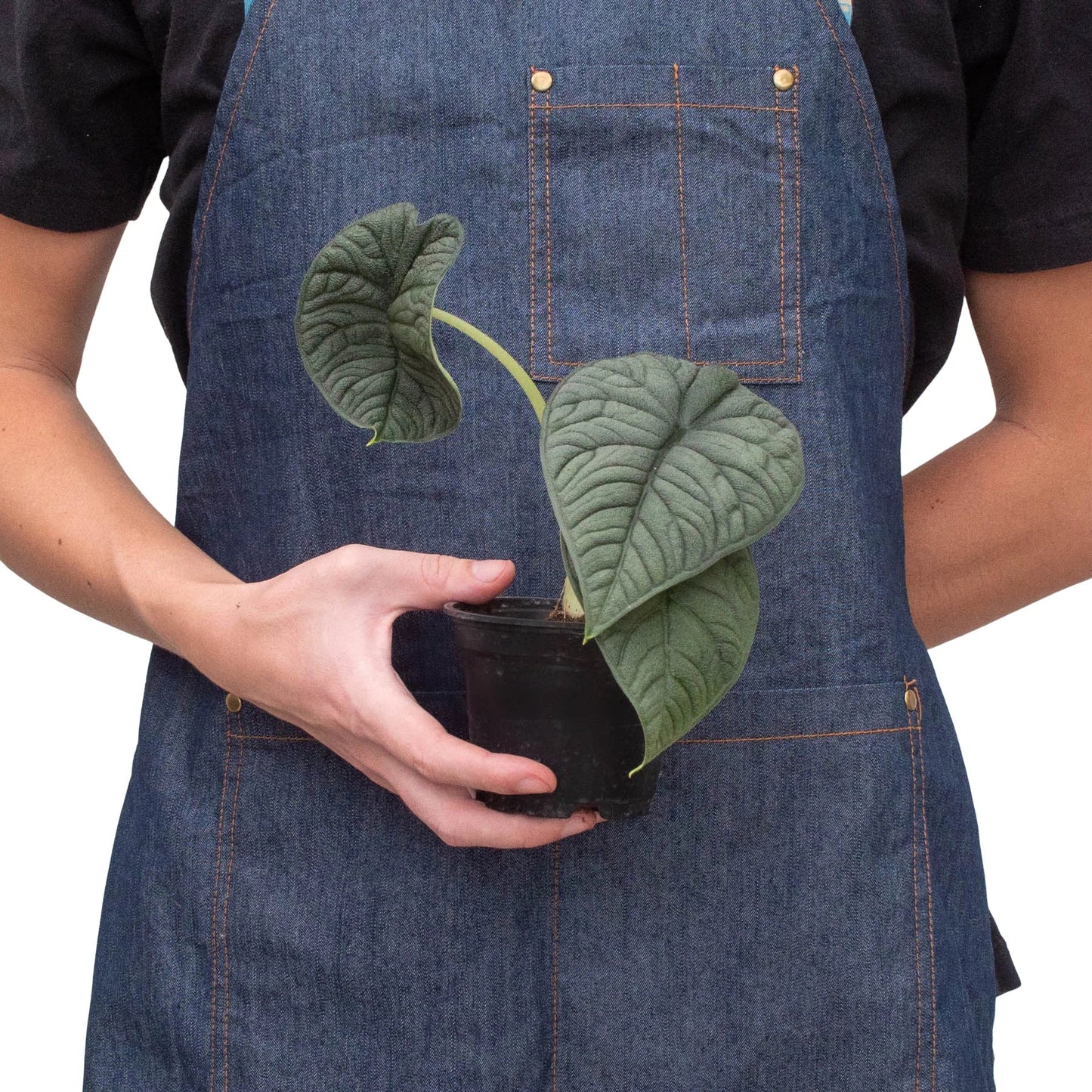 Jade Jewel: Alocasia 'Melo' - Cardboard Charm: Striking Exotic Houseplant with Textured Leaves