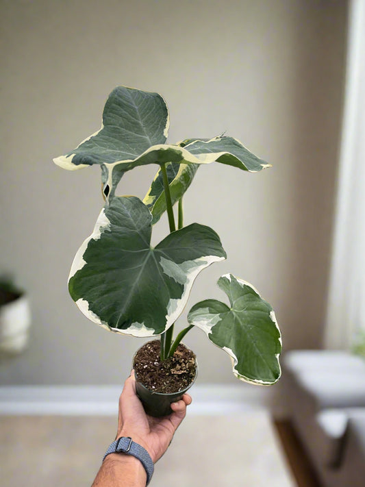 Whimsical Wonder: Alocasia 'Mickey Mouse' - 4" Pot
