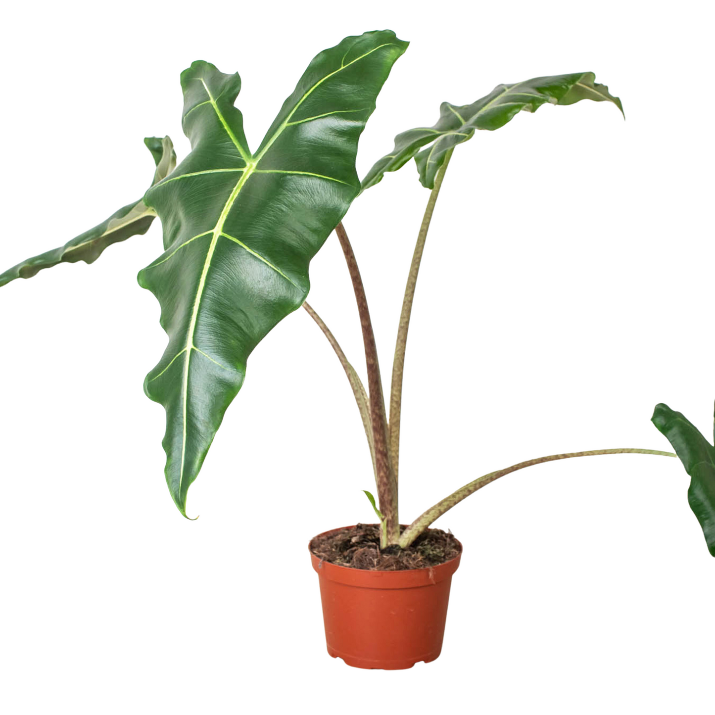 Jungle Jewel: Alocasia 'Sarian' - Rainforest Royalty: Exotic Indoor Plant with Unique Foliage