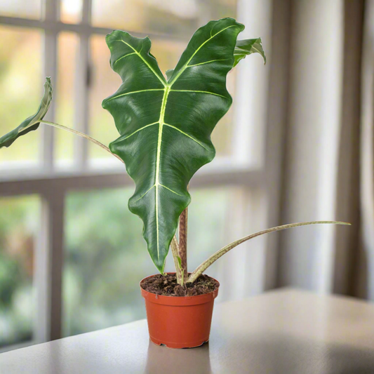 Jungle Jewel: Alocasia 'Sarian' - Rainforest Royalty: Exotic Indoor Plant with Unique Foliage