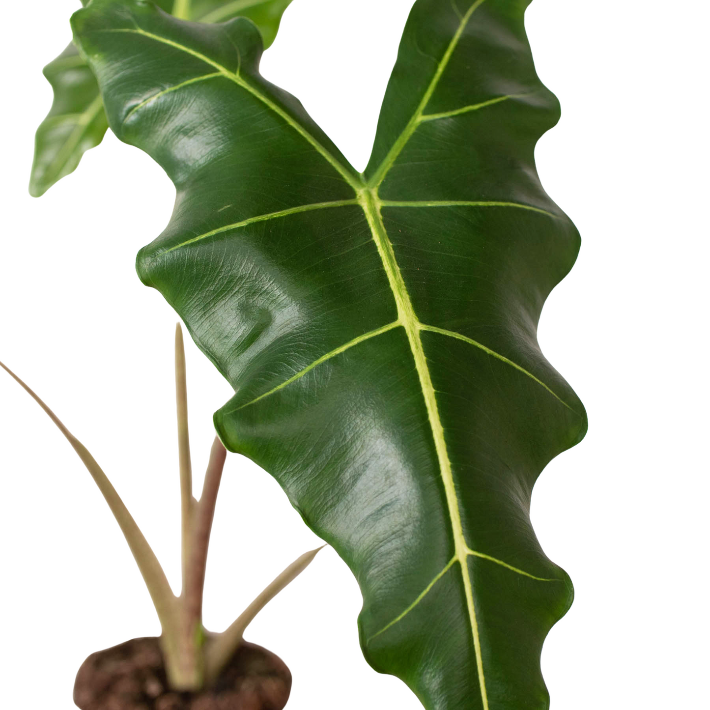 Jungle Jewel: Alocasia 'Sarian' - Rainforest Royalty: Exotic Indoor Plant with Unique Foliage