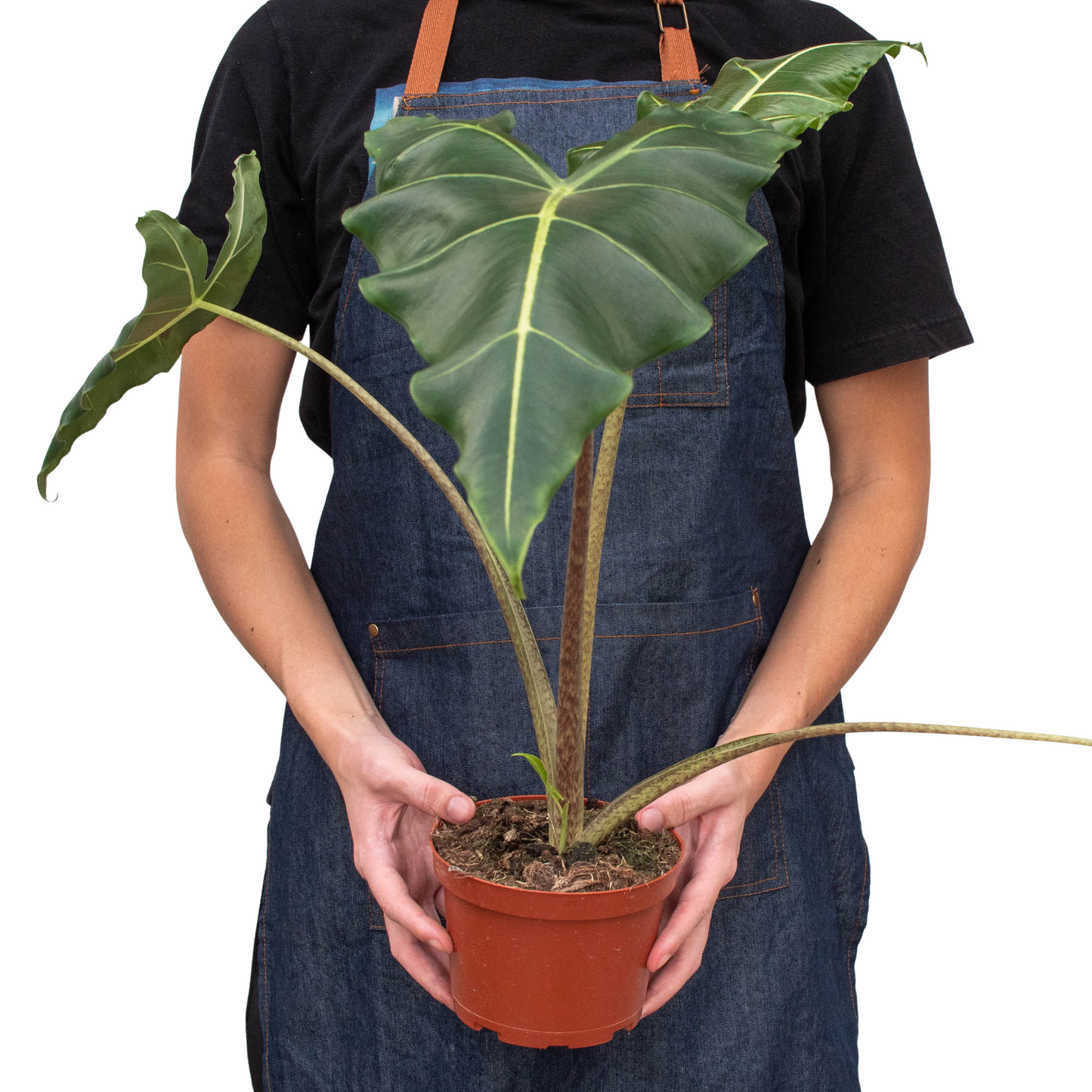 Jungle Jewel: Alocasia 'Sarian' - Rainforest Royalty: Exotic Indoor Plant with Unique Foliage