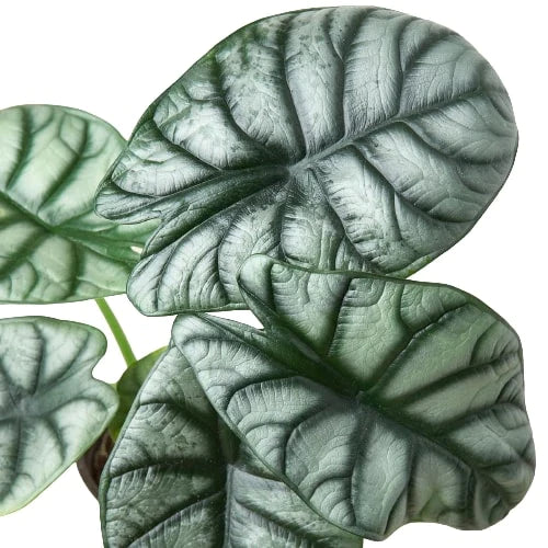 Alocasia Silver Dragon - The Silver Dragon: Unique Houseplant with Stunning Silvery Leaves