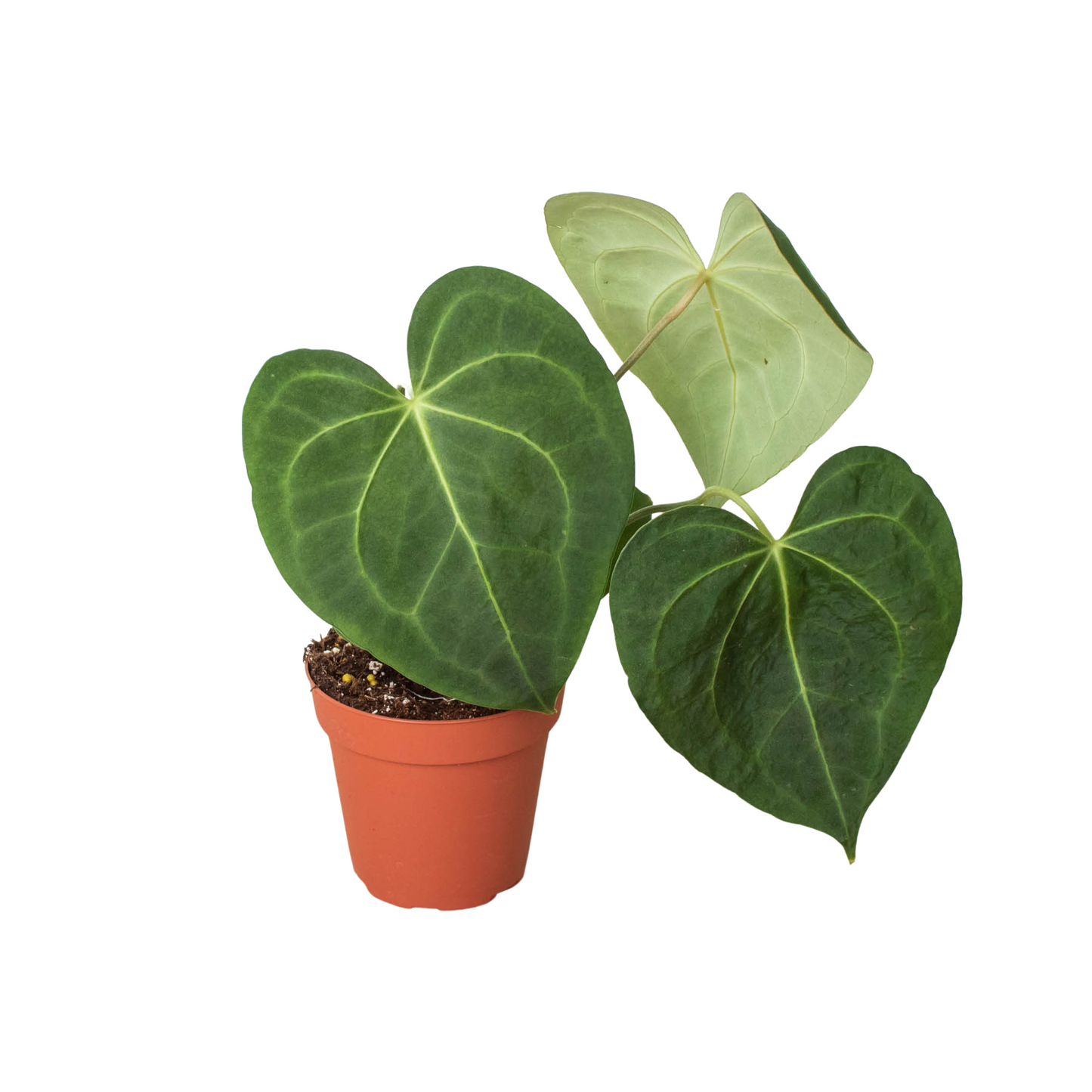 Anthurium 'Clarinervium' - Heart of the Jungle: Exotic Aroid with Velvety Leaves