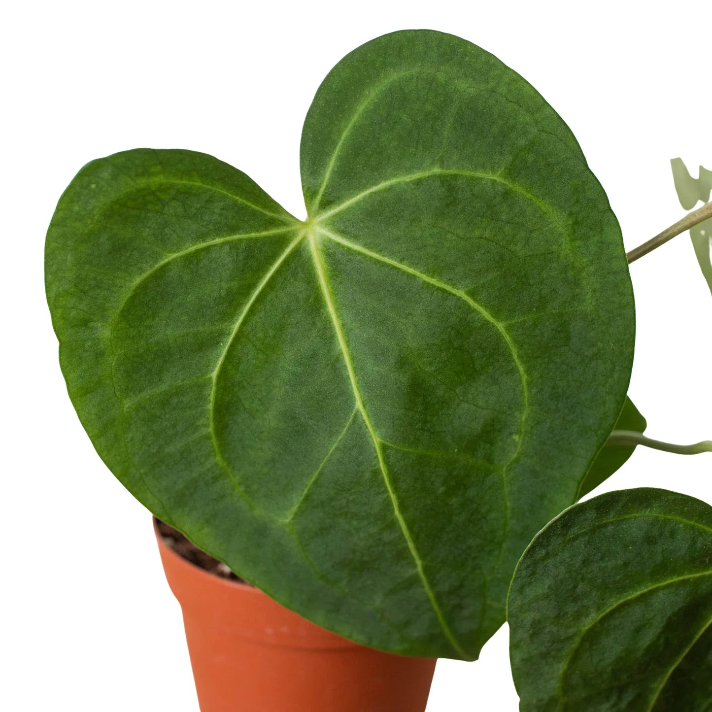 Anthurium 'Clarinervium' - Heart of the Jungle: Exotic Aroid with Velvety Leaves