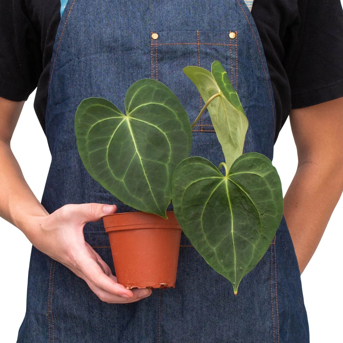 Anthurium 'Clarinervium' - Heart of the Jungle: Exotic Aroid with Velvety Leaves