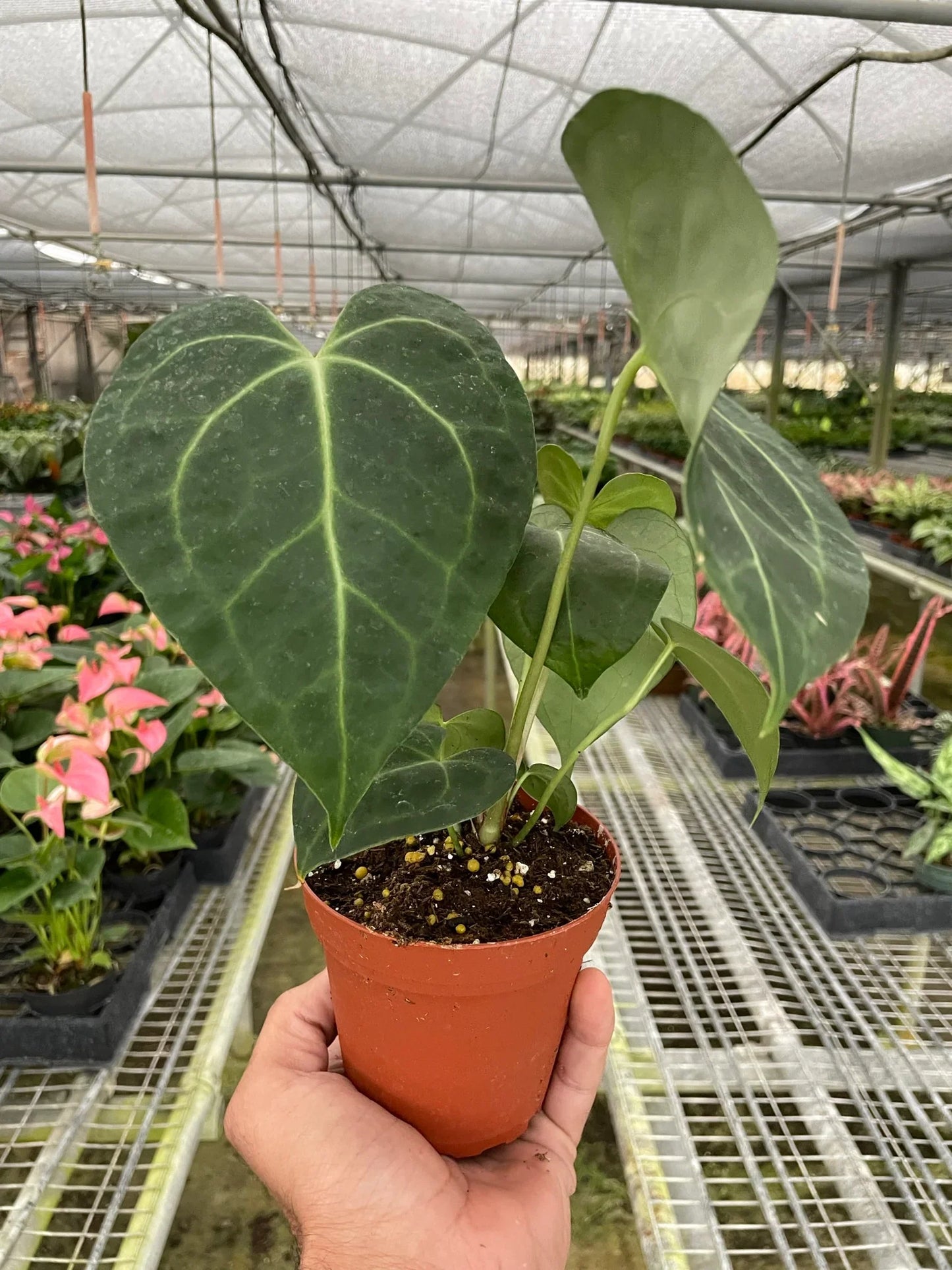 Anthurium 'Clarinervium' - Heart of the Jungle: Exotic Aroid with Velvety Leaves