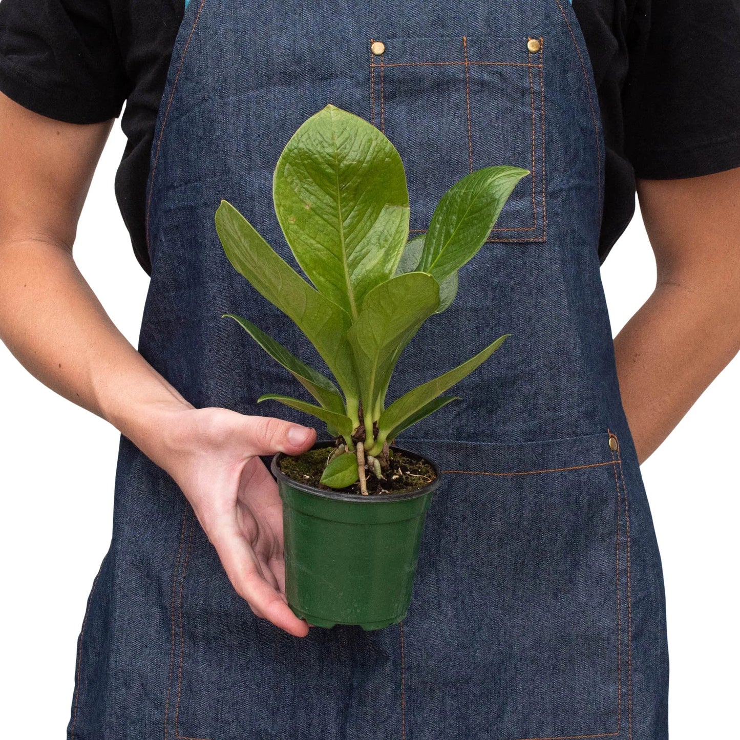 Anthurium 'Cobra' - The Snake Charmer: Resilient, Leafy Houseplant