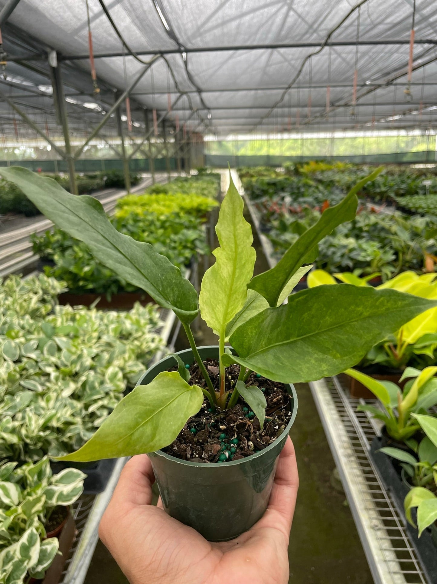 Anthurium 'Hookeri Variegated' - Spotted Splendor: Eye-Catching & Unique Houseplant