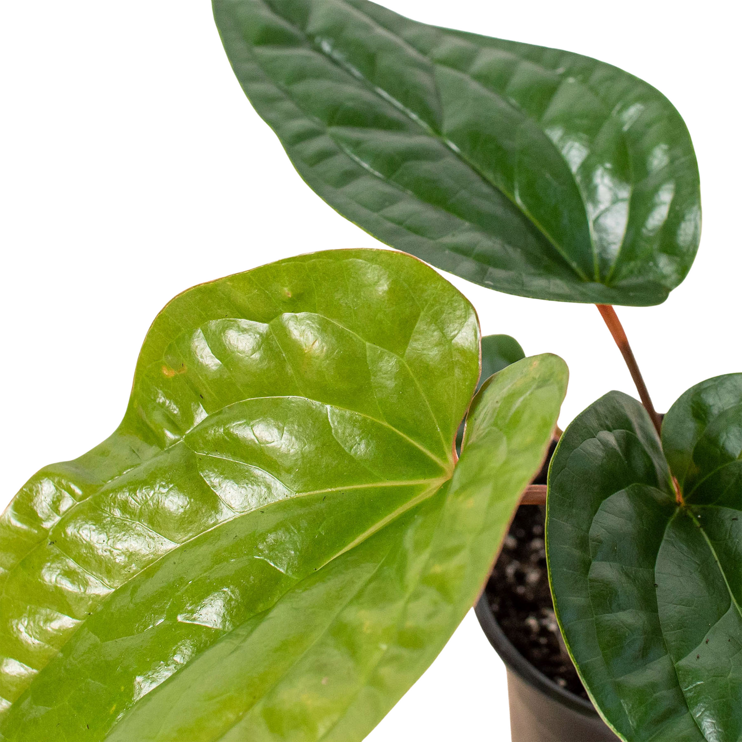 Anthurium 'Radicans x Luxurians' - Glam Green Beast: Stunning Thick-Leaf Hybrid for Indoor Elegance