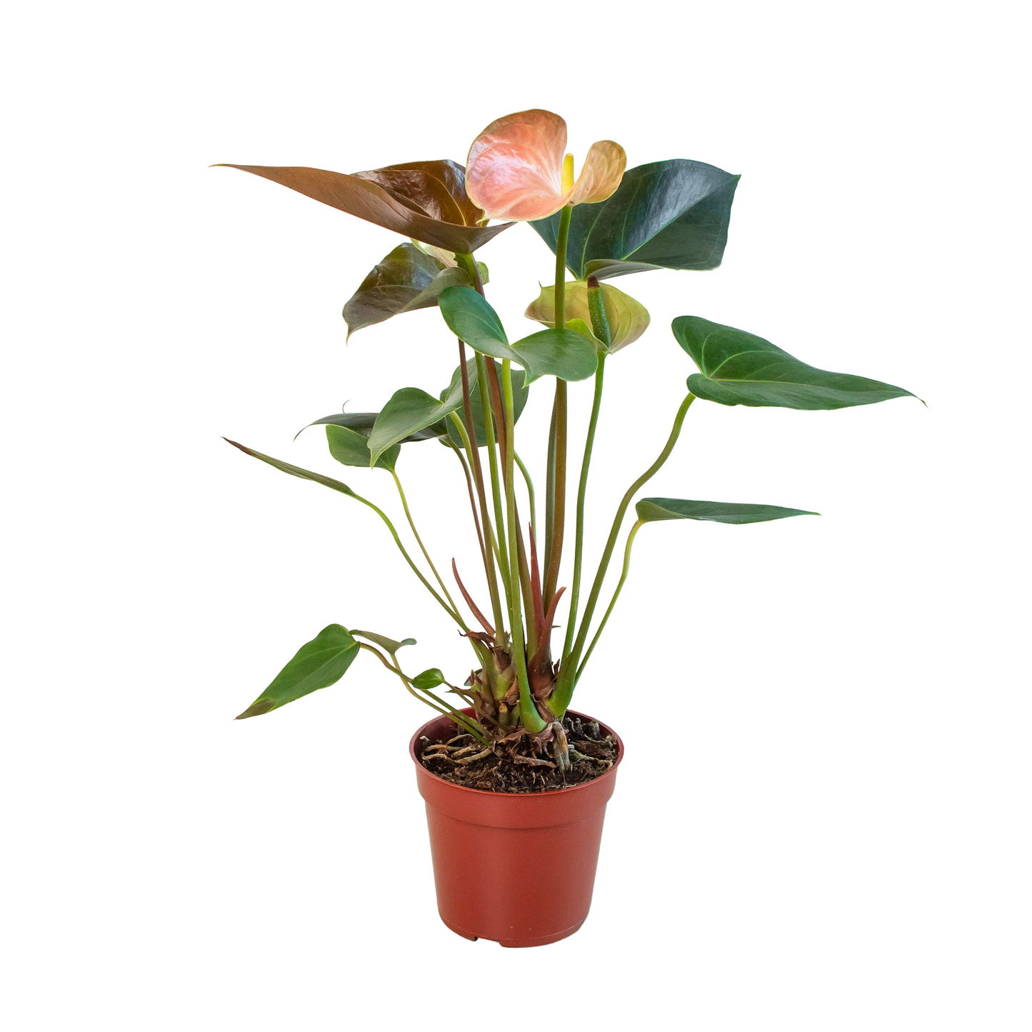 Anthurium Rainbow Champion - Rainbow Delight: Vivid Tropical Houseplant in 4" Pot