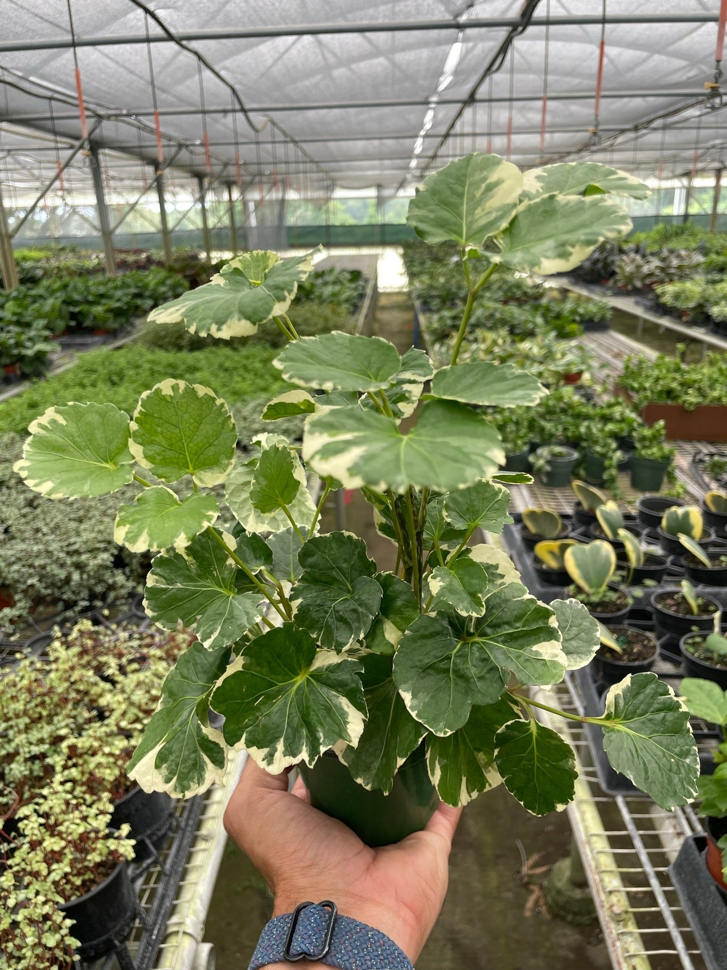 Aralia 'Balfouriana' - The Leafy Aristocrat: Elegant Tropical Houseplant