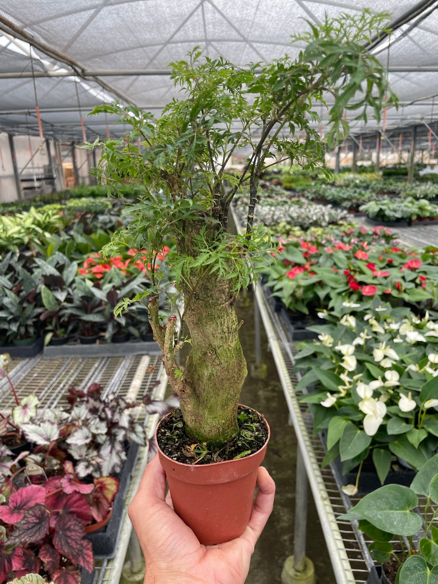 Aralia Ming Stump Plant - Ming Dynasty Delight: Evergreen Bonsai with Rich Green Leaves