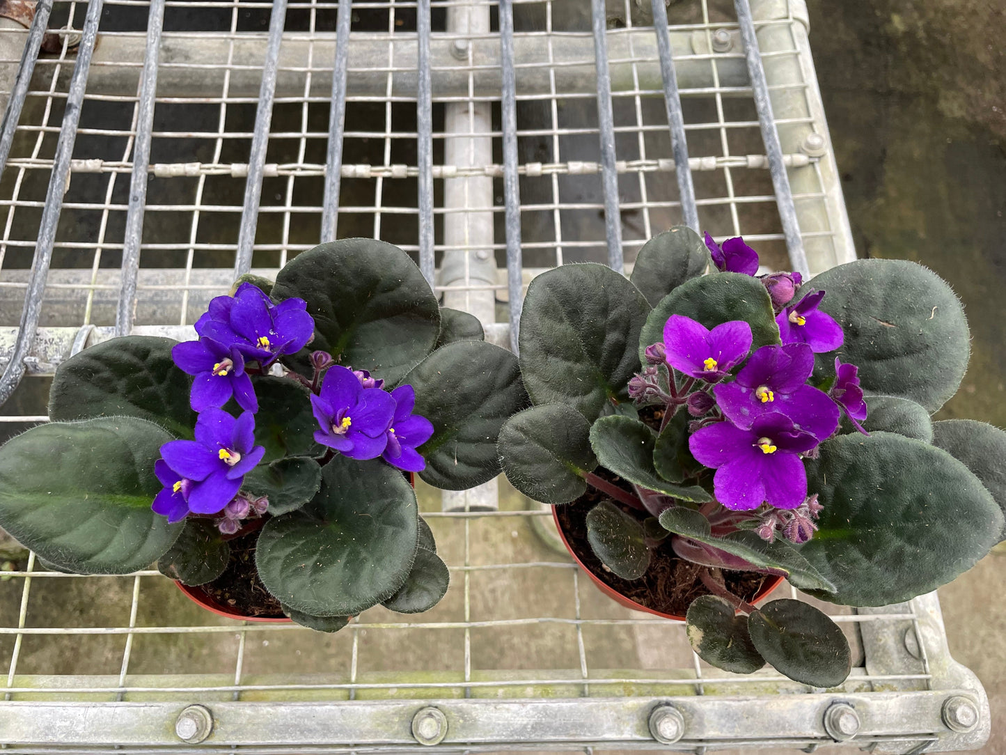 Velvet Charm: African Violet - Fuzz & Blooms: Air Purifying and Easy-Care Houseplant