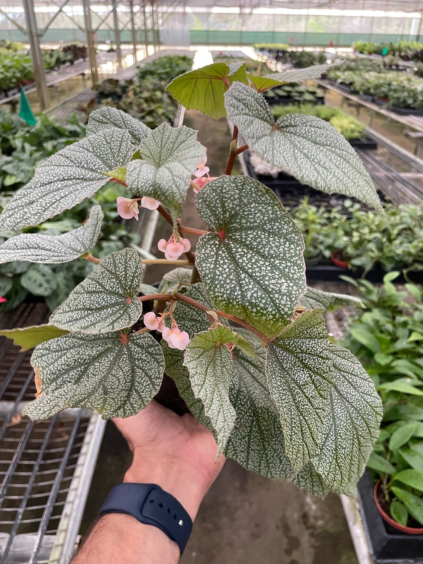 Begonia 'Frosty' - Frosty Delight: Everblooming White Flowers, Bronze Leaves, Sun-Tolerant Houseplant