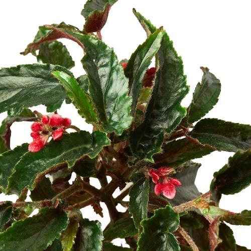 Begonia 'Miss Milly' - Spotty Showstopper: Colorful Indoor Houseplant with Brightly Spotted Leaves