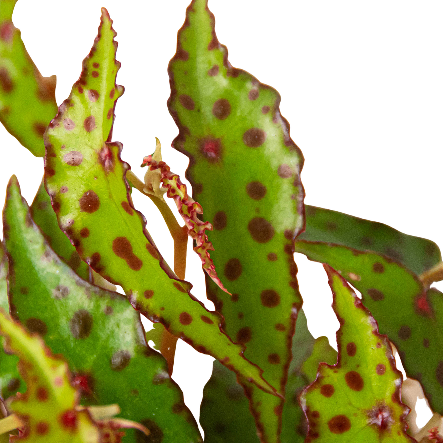 Begonia 'Pink Spotted' - Spot the Dots: Eye-Catching Houseplant