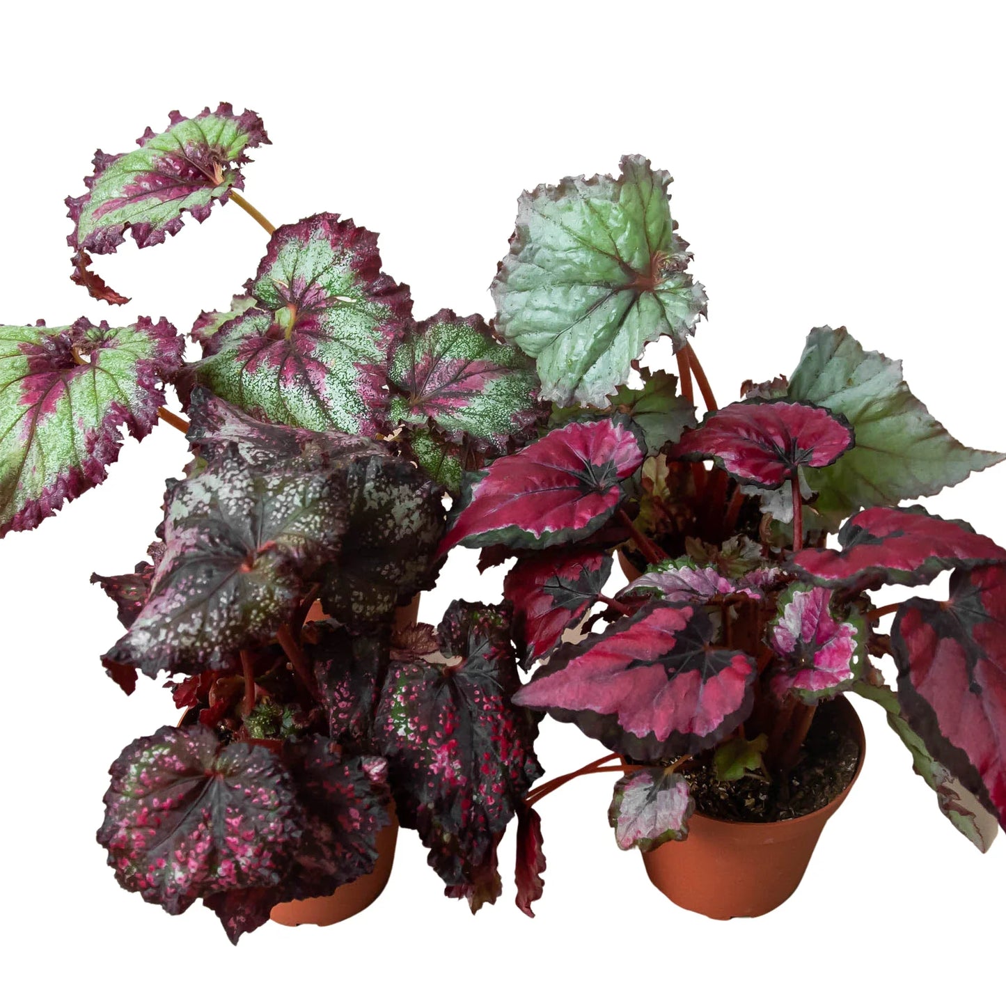 Begonia 'Rex' 4 Pack Variety - Foliage Fiesta: Colorful, Easy-to-Grow Indoor Houseplant