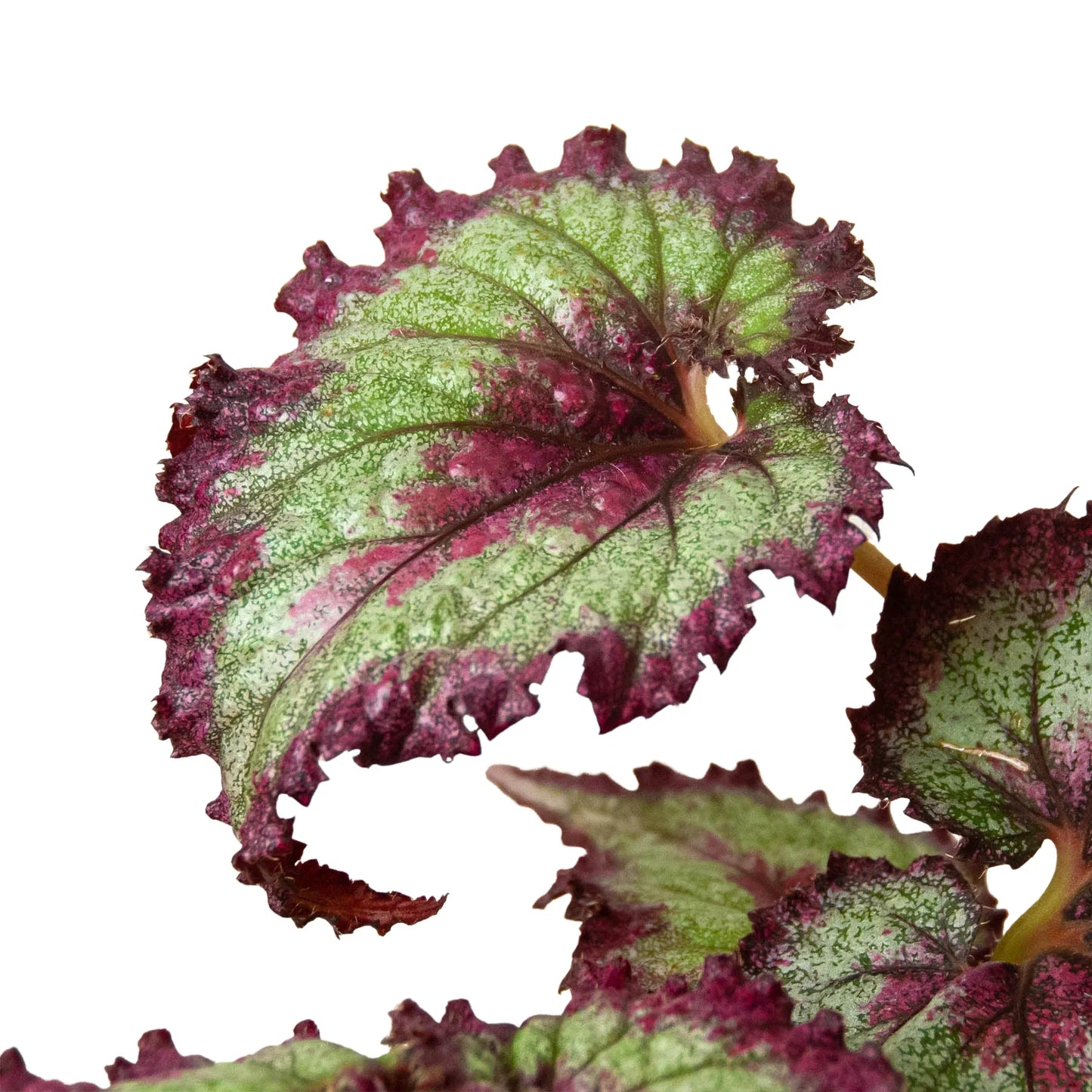 Begonia 'Rex' 4 Pack Variety - Foliage Fiesta: Colorful, Easy-to-Grow Indoor Houseplant