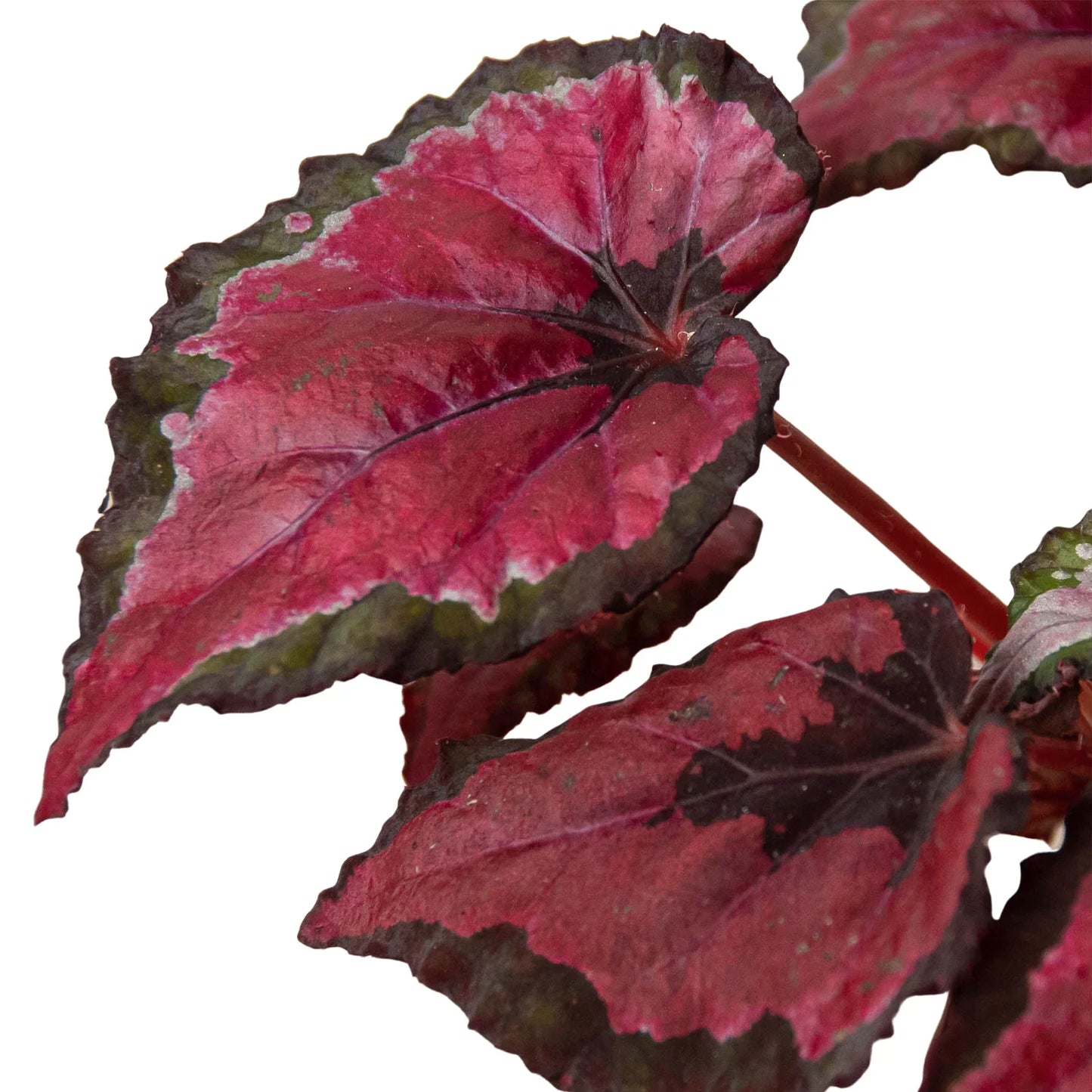 Begonia 'Rex' 4 Pack Variety - Foliage Fiesta: Colorful, Easy-to-Grow Indoor Houseplant