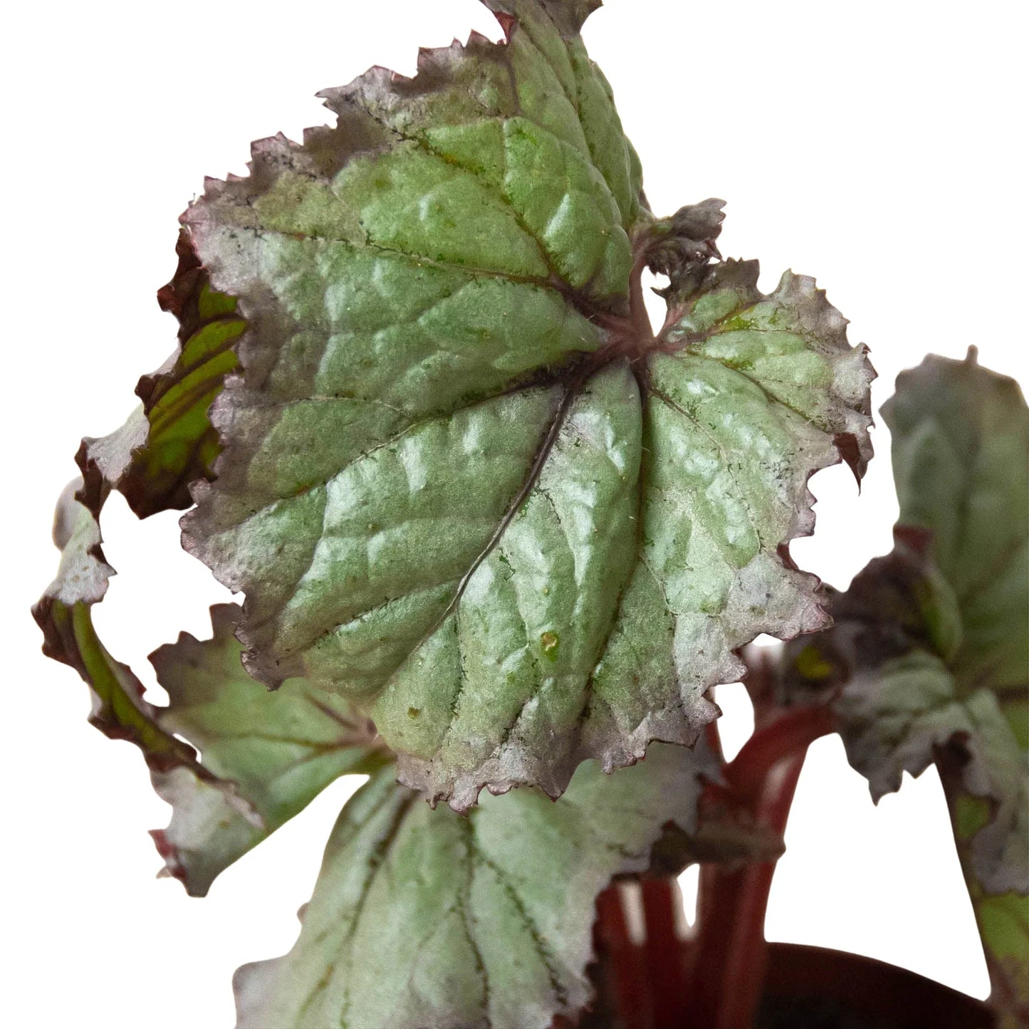 Begonia 'Rex' 4 Pack Variety - Foliage Fiesta: Colorful, Easy-to-Grow Indoor Houseplant