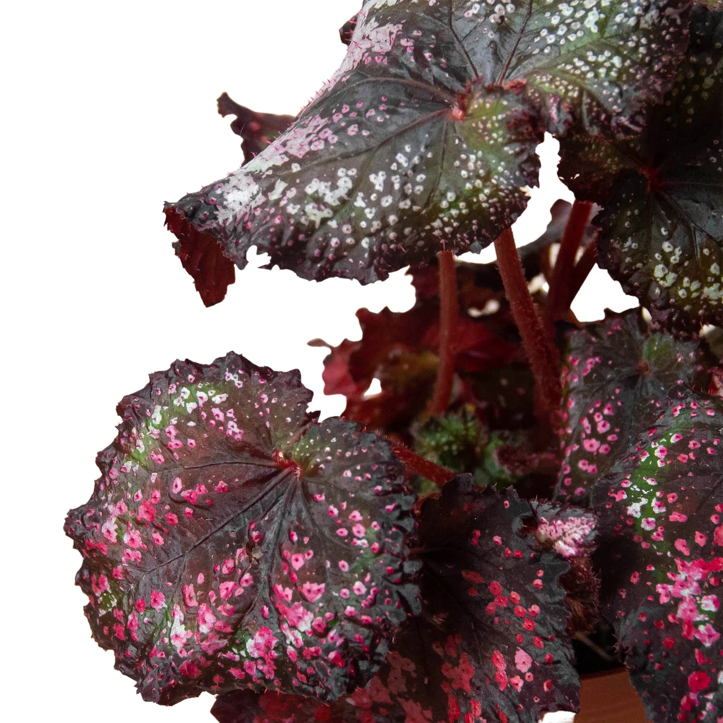 Begonia 'Rex' 4 Pack Variety - Foliage Fiesta: Colorful, Easy-to-Grow Indoor Houseplant