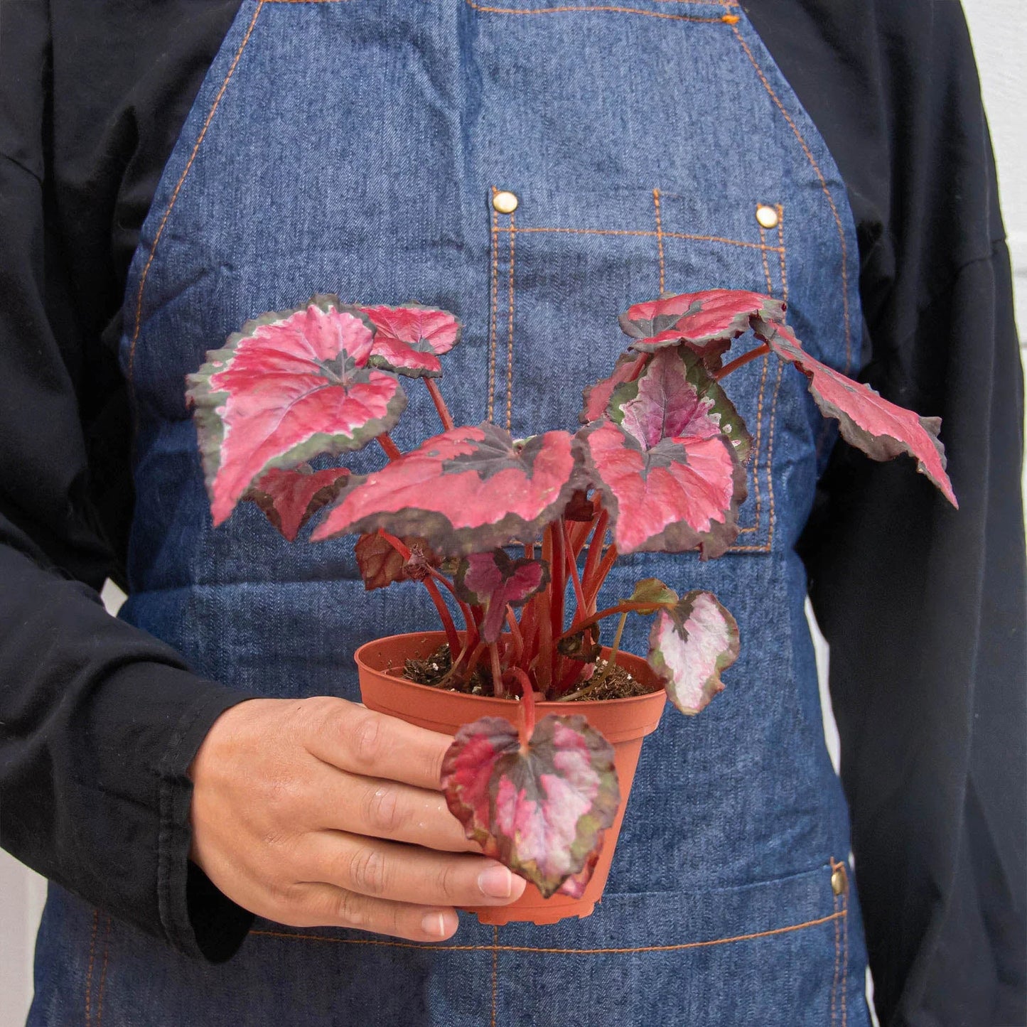 Begonia 'Rex' 4 Pack Variety - Foliage Fiesta: Colorful, Easy-to-Grow Indoor Houseplant